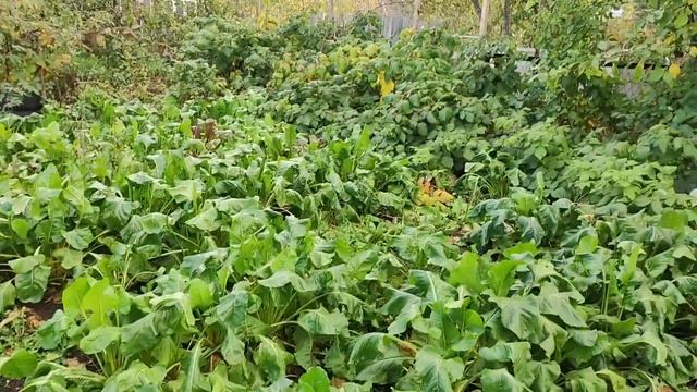 Медлить нельзя!!! Крикливая коза изменется?! смотреть онлайн