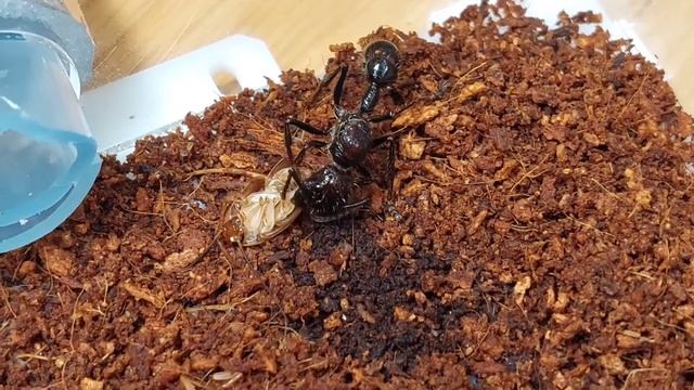 Paraponera clavata (муравей пуля) ест таракана смотреть онлайн