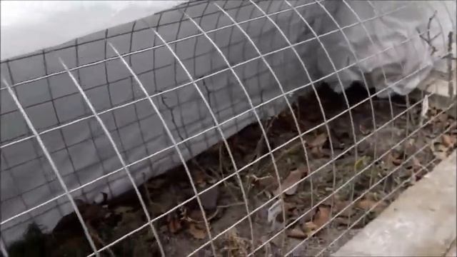 Открываю розы, скоро весна. Как укрыть розы на зиму.