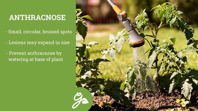 10 Common Tomato Diseases