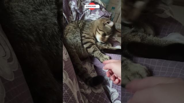 Васька моет шубку #shorts смотреть онлайн