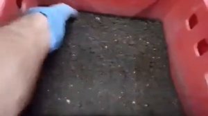 Дендробена. Выманивание червя без просейки.