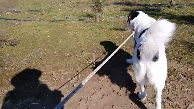 ЕСЛИ СОБАКА ЗАБОЛЕЛА ЧТО ДЕЛАТЬ