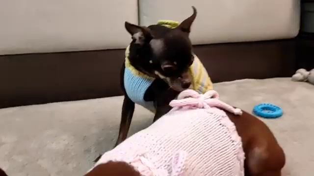 Обзор-приглашение на МК "Летний топ" для вашего питомца смотреть онлайн