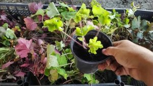 ГЕЙХЕРА И ГЕЙХЕРЕЛЛА ,ОБЗОР РАЗМНОЖЕНИЯ.