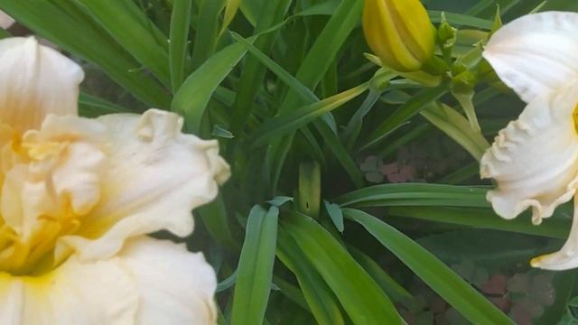 Лилейник Шникель Фритц (Schnickel Fritz). Кремово-сливочный махровый лилейник с ароматными цветами. смотреть онлайн