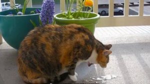 Понос и рвота у кота - что делать