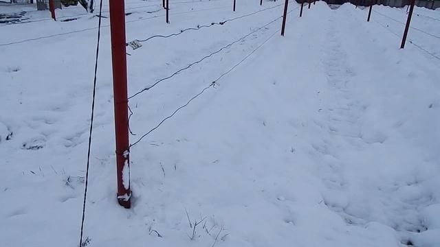 Виноградник перед морозами в 30 градусов. смотреть онлайн