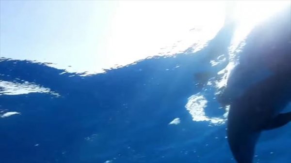 Tangerine Dream. Dolphin Dance