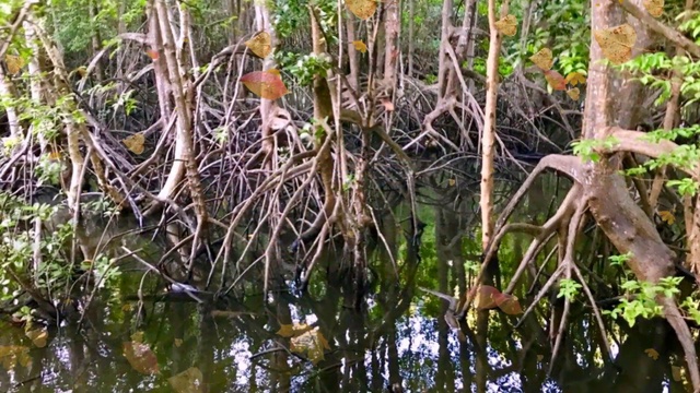 Авторская экскурсия в юго-восточный регион Королевства Таиланд.