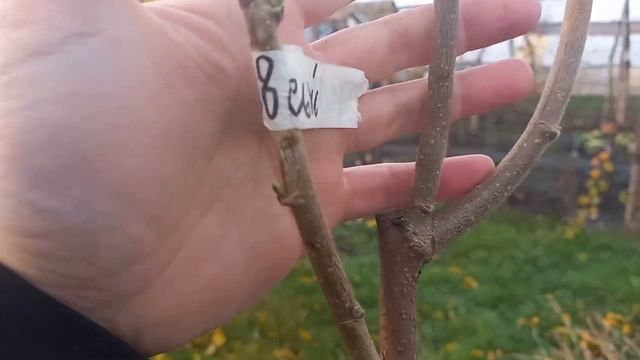 Фундук на горіхові ведмежому. Отримані саджанці смотреть онлайн