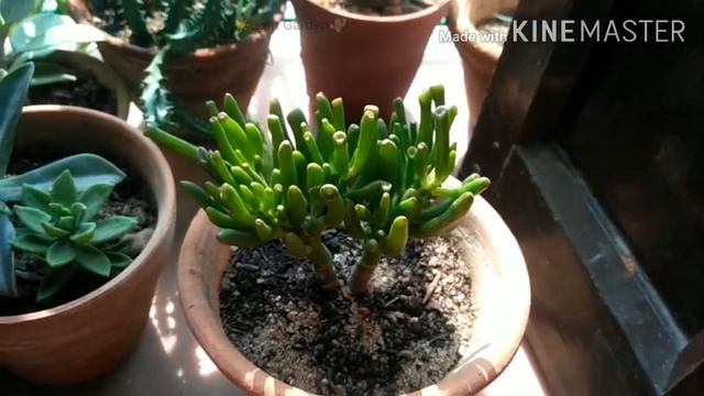 Crassula Ovata Gollum | Succulent - How To Care And Propagate A Complete Tutorial. [ Crassula ]