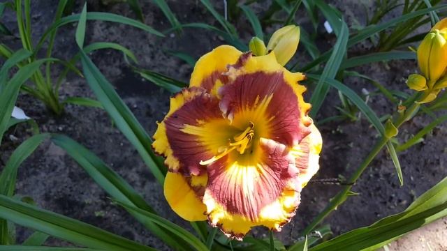 Лилейник Нью Передайм . Hemerocallis New Paradigm .