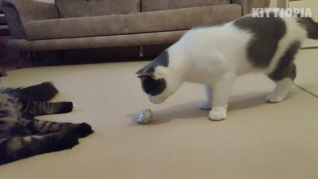 Cats vs Aluminium Foil! | Kittiopia смотреть онлайн