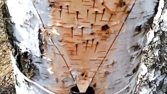 Грибы и биологическое разнообразие