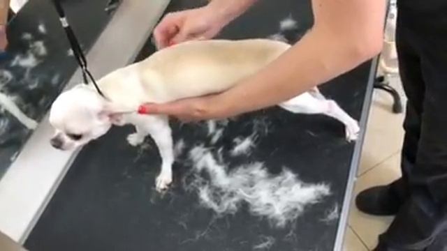 Экспресс линька чихуахуа смотреть онлайн