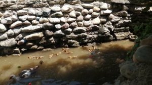 Утята мускусных уток первый раз в воде.