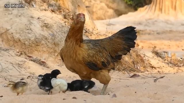 Real Eagle Attack Chicken Home Brave Hen's Mother Нападение орла на курицу с цыплятами невероятно смотреть онлайн