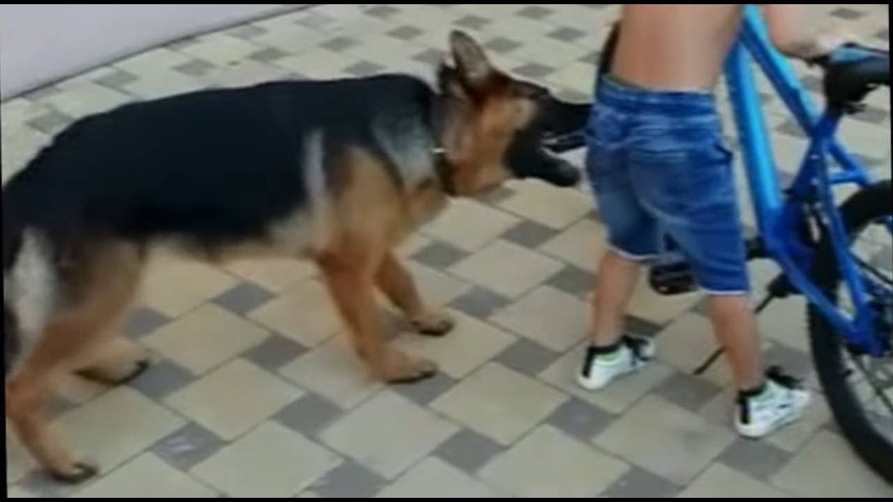 Важная информация для владельцев немецких овчарок и не только... смотреть онлайн