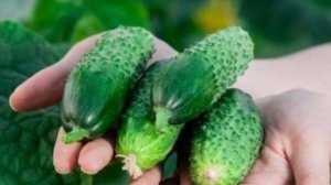 ТЕЩА ОГУРЦЫ ОТЗЫВЫ || ОГУРЕЦ ТЕЩА  F1 ОПИСАНИЕ ОТЗЫВ ФОТО ПОСАДКА И УХОД  #ОГУРЕЦ #ТЕЩА  #F1