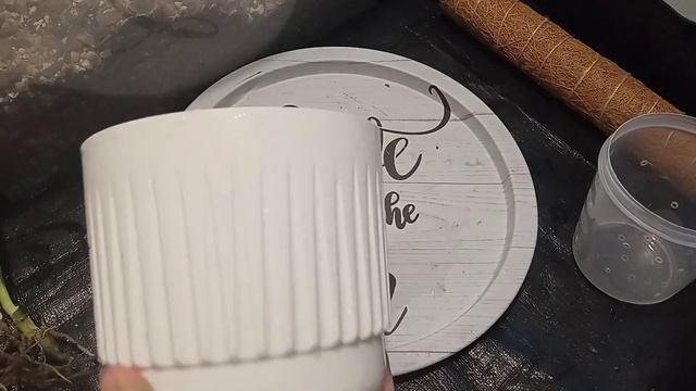Пересаживаю монстеру Эскилето / Esqueleto. Надоел мусор от тотемов? Нашла решение 💪 смотреть онлайн