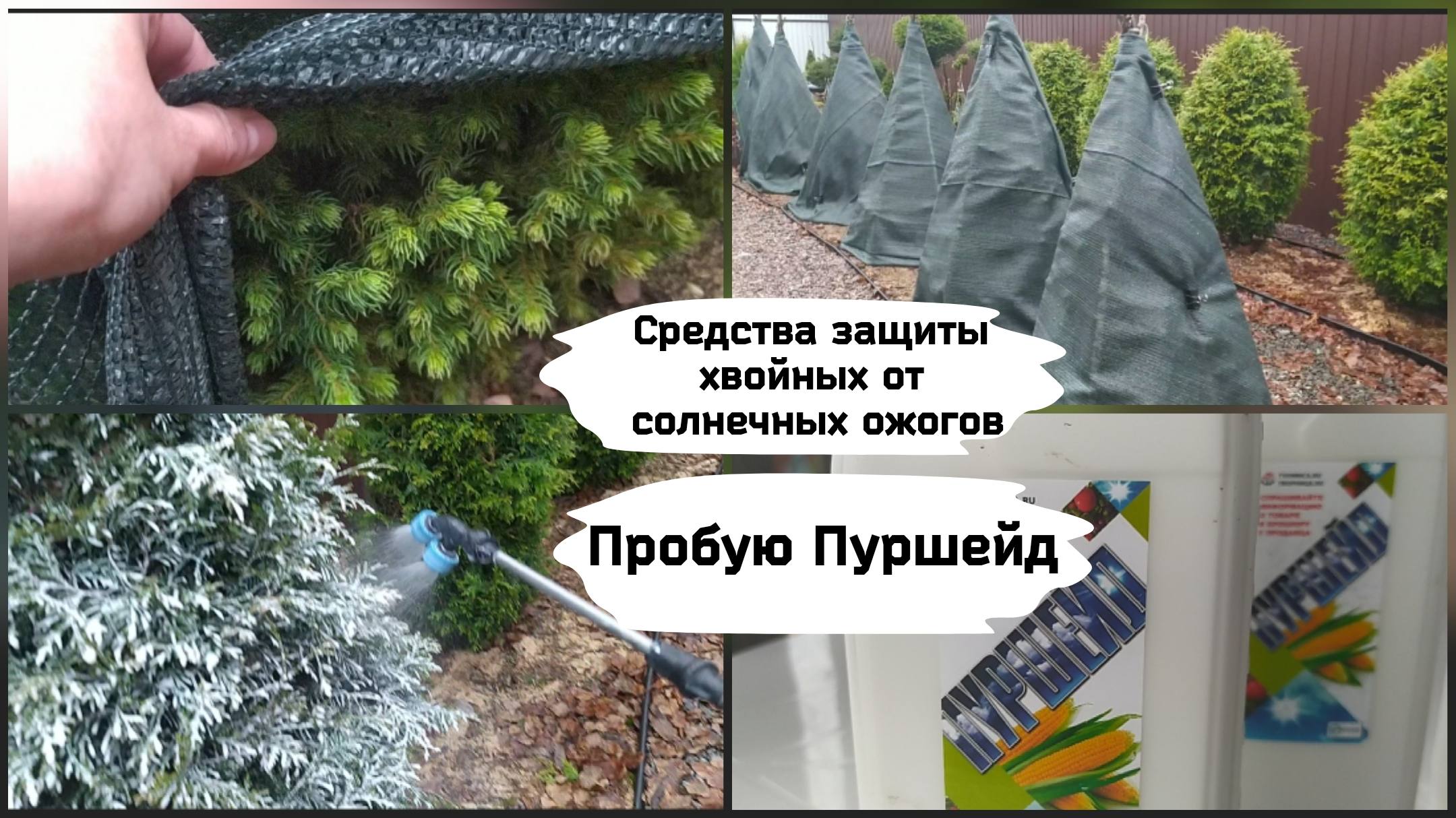Средства защиты хвойных растений от солнечных ожогов.( 15.11.2022г.) смотреть онлайн