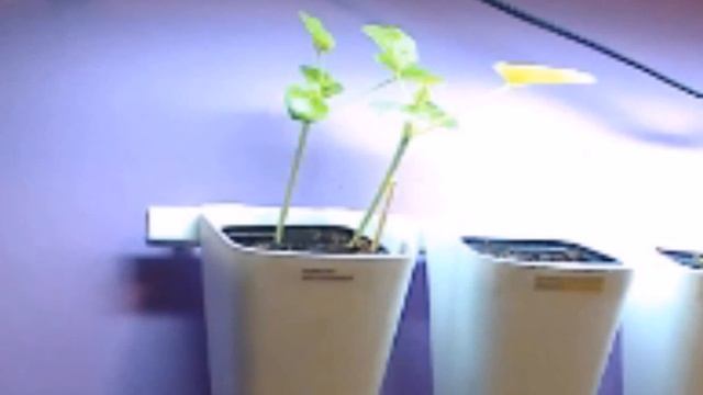 Первые дни патиссона. смотреть онлайн