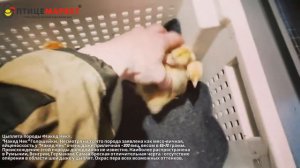 Цыплята  "Накед Нек"