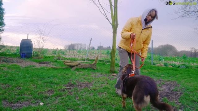 Territoriale AGGRESSIONEN beim Hund: Wie du das Verhalten endlich stoppst [LIVE BEISPIEL] смотреть онлайн