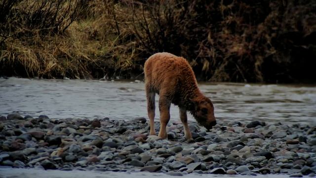 ALONE, COLD & WET - abandoned and mom to the rescue again, Yellowstone National Park смотреть онлайн
