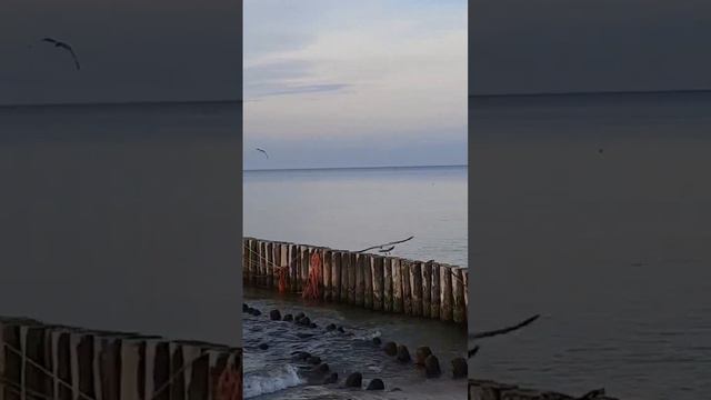Чайкин Волнорез Зеленоградск Балтийское море