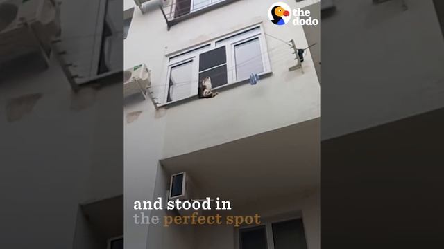 Man Catches Falling Cat With His Backpack | The Dodo смотреть онлайн