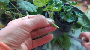 Герань_ - обрезка и формировка весной длинных стеблей для пышного  цветения. Полезно всё знать.