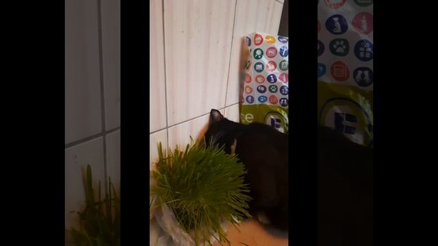 Почему кошка ест траву?) смотреть онлайн