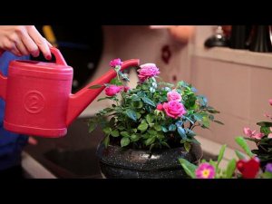 Как правильно поливать розы: советы и рекомендации от профессионала