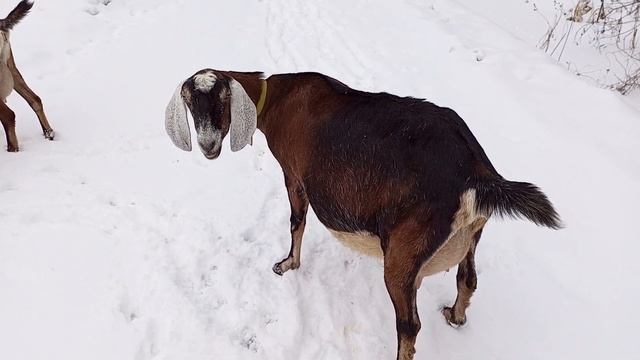 Козочки 100 процентные Нубийки перед окотом, бронируйте смотреть онлайн