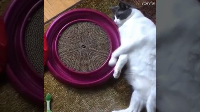 /Вредные котики/смешное видео/#САТ💕/ смотреть онлайн