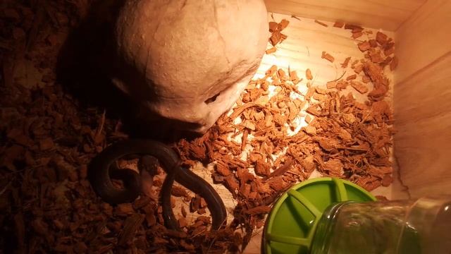 A baby pygmy child python eating a pinky (speed up) смотреть онлайн