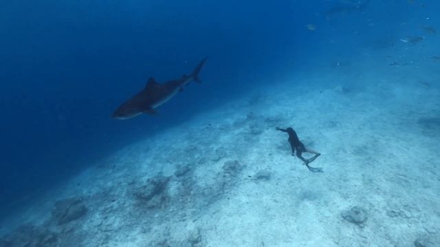 Chill Music X Fuvahmulah, Maldives Freediving смотреть онлайн