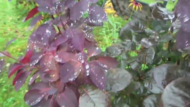 Моя прекрасная дача после заморозка. Осенние цветы. Обход сада смотреть онлайн