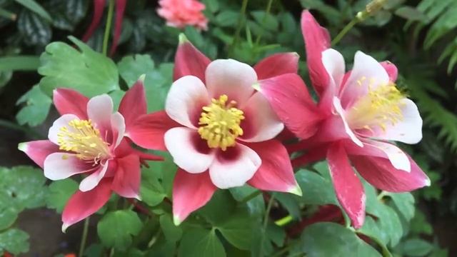 Переезд IT-специалиста в Финляндию: низкая конкуренция, не так уж много снега, тотальная интроверси смотреть онлайн