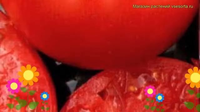 Томат обыкновенный Боливар. Краткий обзор, описание характеристик, где купить семена смотреть онлайн