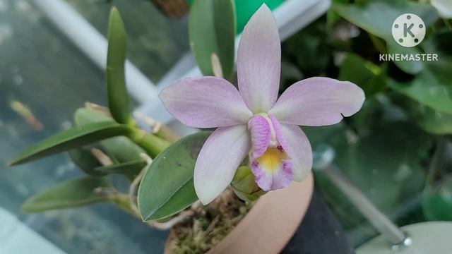 Cattleya Jairak Dolly первое домашнее цветение. смотреть онлайн