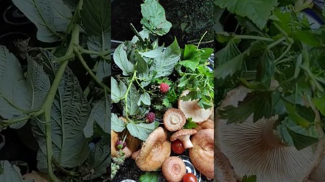 Солим ??грибы Волнушки. Вкуснятина ?? смотреть онлайн