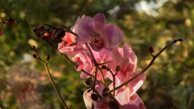 Orchideen 1.1 versie 1a.wmv смотреть онлайн