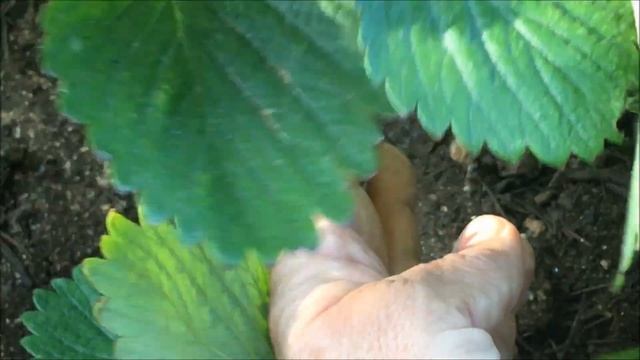 МОЙ САД В ИЮНЕ / МОЙ ОПЫТ САДОВОДСТВА / САДОВЫЕ ЦВЕТЫ ИЮНЯ / ОВОЩИ ИЮНЯ / САДОВОДСТВО НА ЮГЕ смотреть онлайн