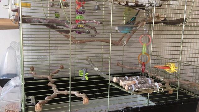 Птички- хрюшки? Ежедневная уборка. Как ухаживать за волнистыми попугаями? Чистка клетки. Тоша и Ев смотреть онлайн