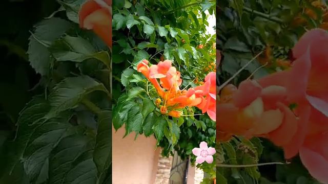 Рододендрон или кампсис ? в Абхазии ) смотреть онлайн