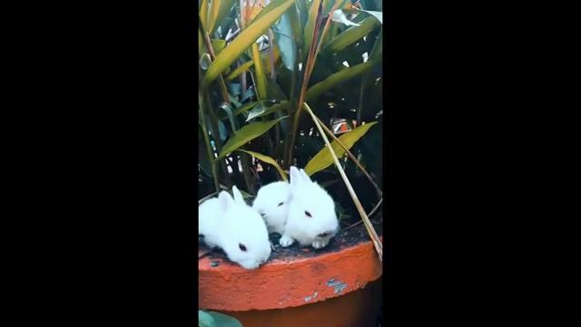 Relaxing Music with Rabbit, Music for live love for stress relief & deep relaxation смотреть онлайн