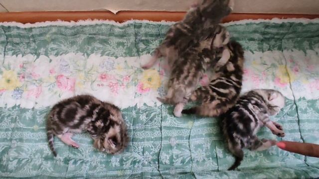 Котята, пятый день от рождения ☺️? смотреть онлайн